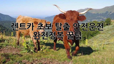 🚗 렌트카 초보 탈출! 안전운전 완전정복 꿀팁 🍯